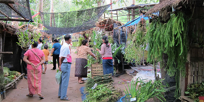 Ornamental orchids and Huperzia sp. for sale at a market.